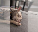 Small #2 American Bulldog Mix