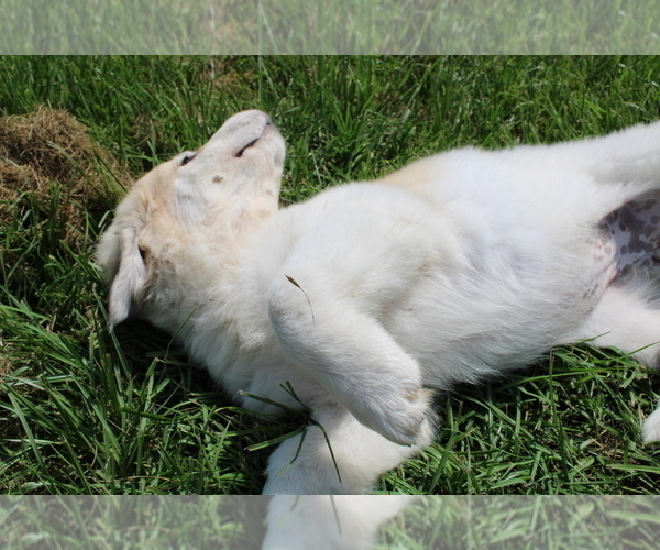 Medium Photo #5 Great Pyrenees Puppy For Sale in WILLS POINT, TX, USA