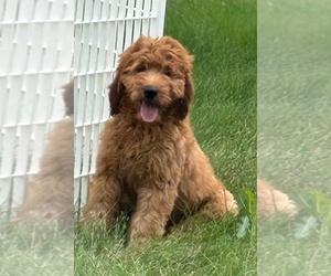 Goldendoodle (Miniature) Litter for sale in HULL, IA, USA