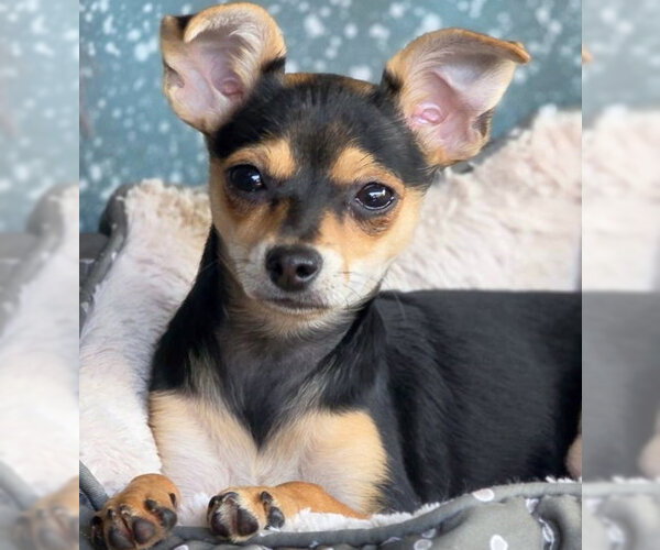 Medium Photo #3 Doxie-Pin Puppy For Sale in Chino Hills, CA, USA
