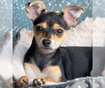Small Photo #3 Doxie-Pin Puppy For Sale in Chino Hills, CA, USA
