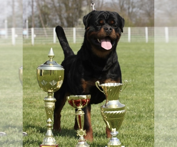 Medium Photo #9 Rottweiler Puppy For Sale in HOUSTON, AR, USA