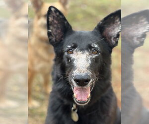 Keiko 6388 - Female German Shepherd Dog Dog for Adoption - Photo #4