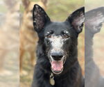 Small #3 German Shepherd Dog