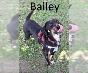 Black and Tan Coonhound-Unknown Mix Dogs for adoption in Mountain View, AR, USA