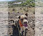 Small #8 American Staffordshire Terrier Mix