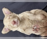 Small Photo #13 Goldendoodle Puppy For Sale in CHULA VISTA, CA, USA