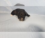 Small Photo #19 Bernedoodle (Miniature) Puppy For Sale in PEYTON, CO, USA