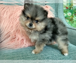 Pomeranian Puppy for Sale in HUGER, South Carolina USA