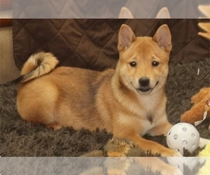 Shiba Inu Puppy for sale in MANITO, IL, USA