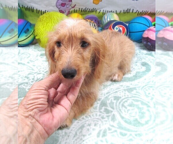 Medium Photo #7 Chiweenie-Poodle (Toy) Mix Puppy For Sale in RATTAN, OK, USA