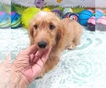 Small #6 Chiweenie-Poodle (Toy) Mix