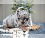 Small Photo #9 Faux Frenchbo Bulldog Puppy For Sale in NEW CONCORD, OH, USA