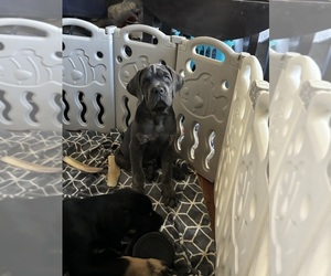 Cane Corso Puppy for sale in PITTSBURG, CA, USA