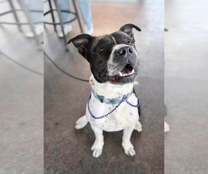 Siberian Husky-Unknown Mix Dogs for adoption in Oakhurst, NJ, USA