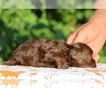 Small #11 ShihPoo
