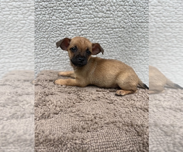 Medium Photo #9 Chiweenie-Jack Russell Terrier Mix Puppy For Sale in SAINT AUGUSTINE, FL, USA