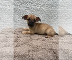 Small #8 Chiweenie-Jack Russell Terrier Mix