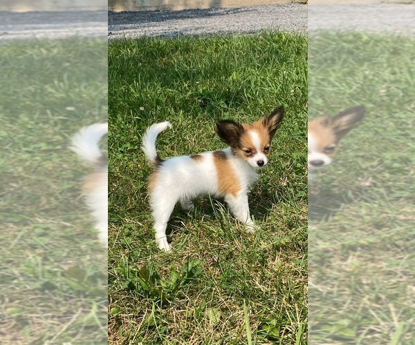 Medium Photo #6 Papillon Puppy For Sale in CANOGA, NY, USA