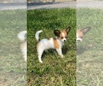 Small #5 Papillon
