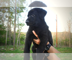 Small Photo #2 German Shepherd Dog Puppy For Sale in OXFORD, AR, USA