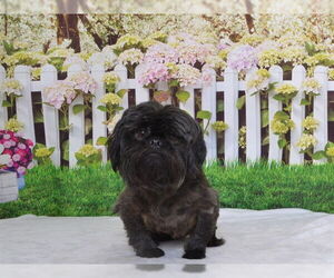 Maltese-Unknown Mix Dogs for adoption in Oroville, CA, USA