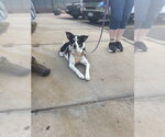 Small #1 German Shepherd Dog-Great Pyrenees Mix