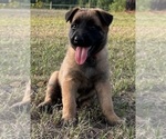 Puppy 4 Belgian Malinois