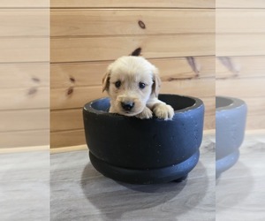 Golden Retriever Puppy for sale in WILLIAMSTOWN, KY, USA