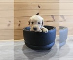 Image preview for Ad Listing. Nickname: Peanut