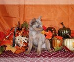 Small Photo #117 Chihuahua Puppy For Sale in CHARLESTON, AR, USA