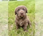 Small Chesapeake Bay Retriever
