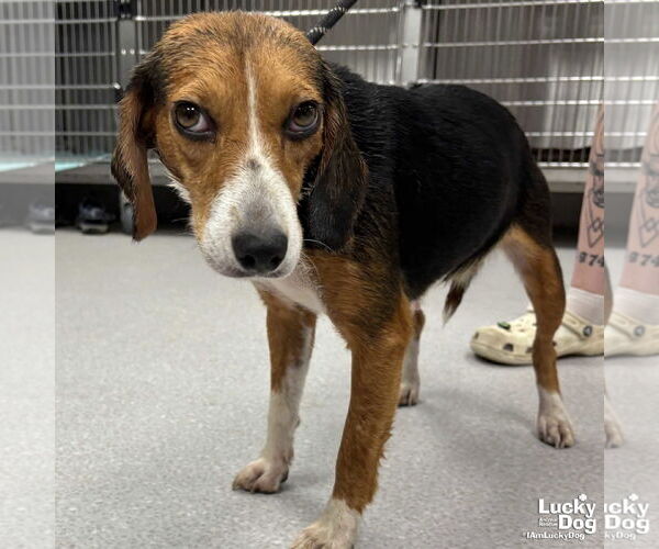 Medium Photo #2 Beagle-Unknown Mix Puppy For Sale in Washington, DC, USA