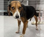 Small #1 Beagle Mix