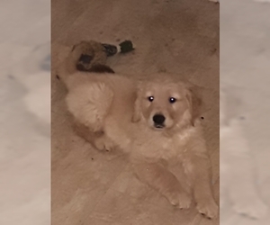 Golden Retriever Puppy for sale in MOSES LAKE, WA, USA