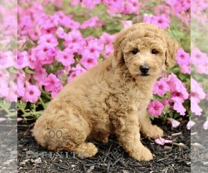 Goldendoodle (Miniature) Puppy for sale in GAP, PA, USA