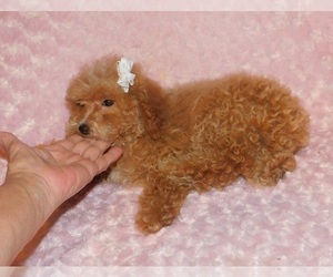 Poodle (Toy) Puppy for sale in CENTERVIEW, MO, USA