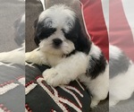 Small Photo #3 Shih Tzu Puppy For Sale in RICHMOND, IL, USA
