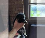 Small Photo #6 German Shepherd Dog Puppy For Sale in COLUMBIA, SC, USA
