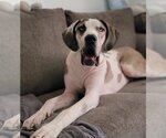 Small Photo #1 Great Dane Puppy For Sale in Lakewood, CO, USA