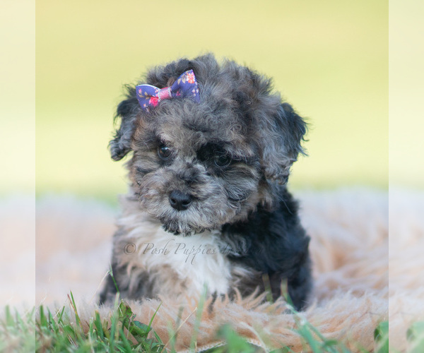 Medium Photo #2 Poodle (Toy) Puppy For Sale in WARSAW, IN, USA