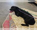 Small Dachshund