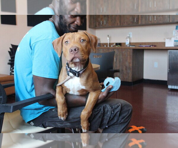 Medium Photo #2 Mutt Puppy For Sale in Chestertown, MD, USA
