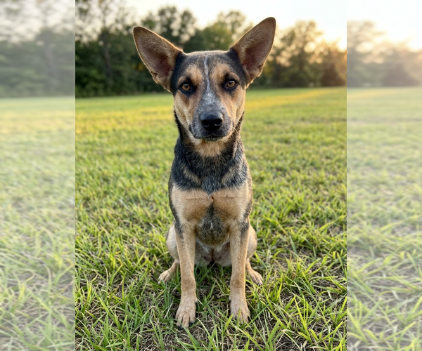 Medium Photo #3 Mutt Puppy For Sale in Genesee, WI, USA