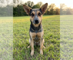 Small #2 Mutt
