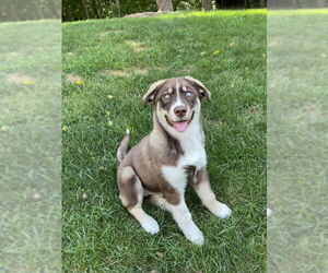 Huskies -Unknown Mix Dogs for adoption in Wyoming, MI, USA