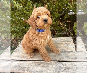 Cockapoo Puppy for sale in MIDDLEBURY, IN, USA