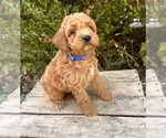 Small Cockapoo