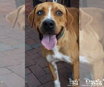 Small #2 Retriever  Mix