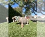 Small Photo #16 English Bulldog Puppy For Sale in PORTOLA VALLEY, CA, USA